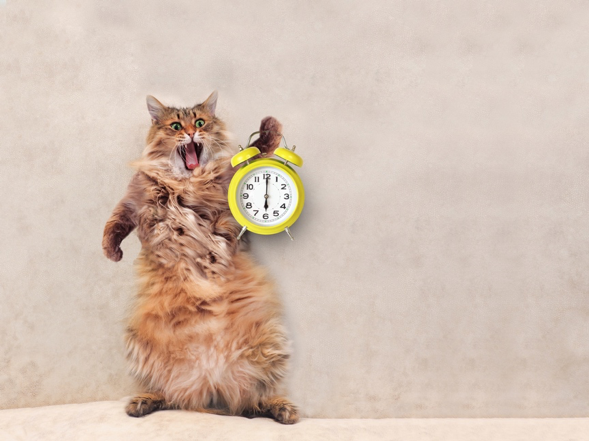 Cat Holding Clocks To Test Page Speed Picture